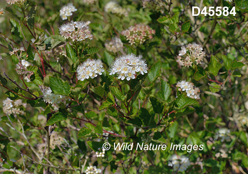 Physocarpus-opulifolius eastern-ninebark